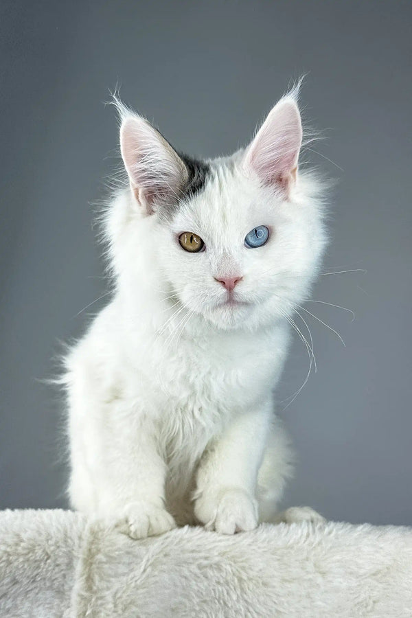 Cute White Cloud Maine Coon Kitten with striking heterochromia eyes and fluffy fur