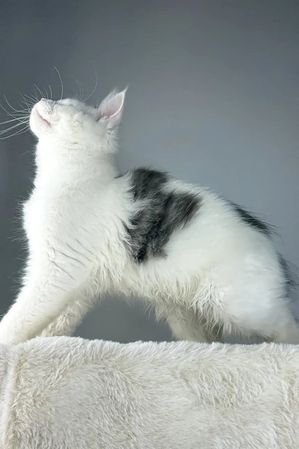 Cute white and gray Maine Coon kitten named White Cloud sitting playfully