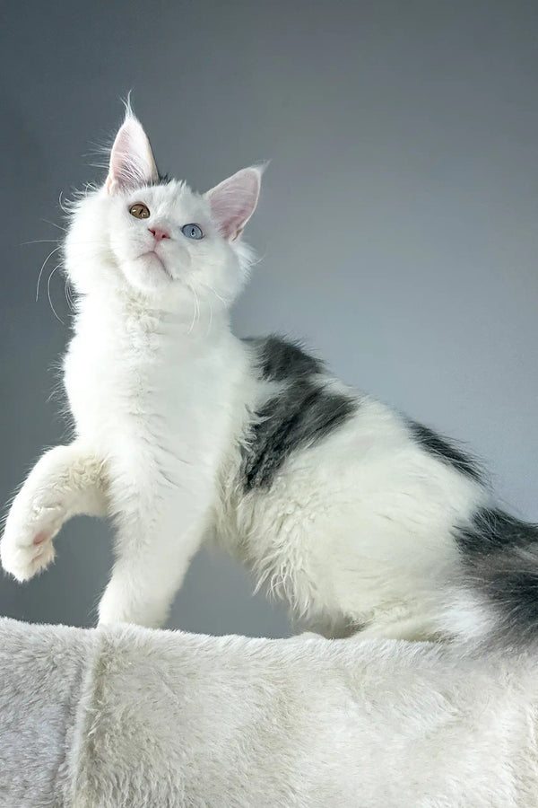 Heterochromatic white and gray Maine Coon kitten in White Cloud product display