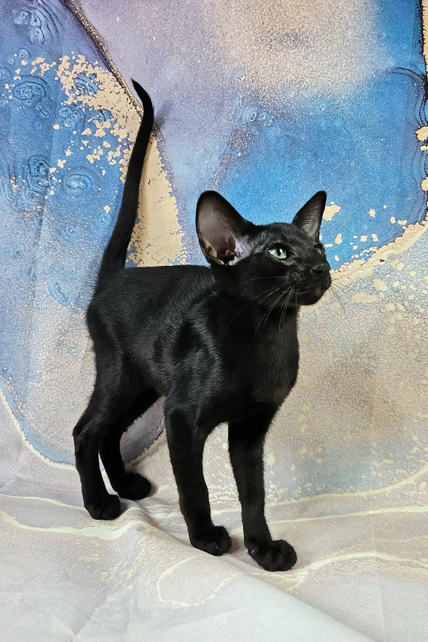 White | oriental shorthair kitten