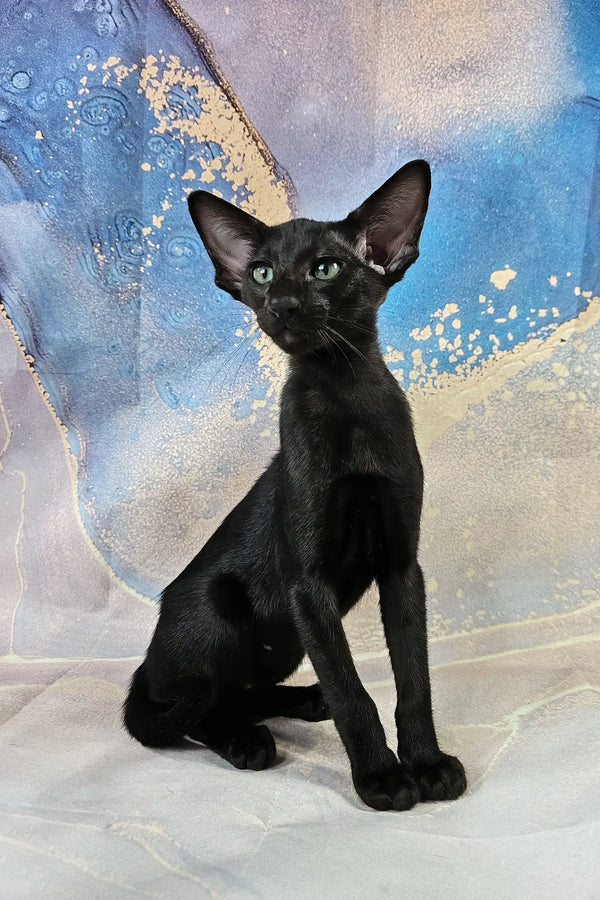 White | oriental shorthair kitten