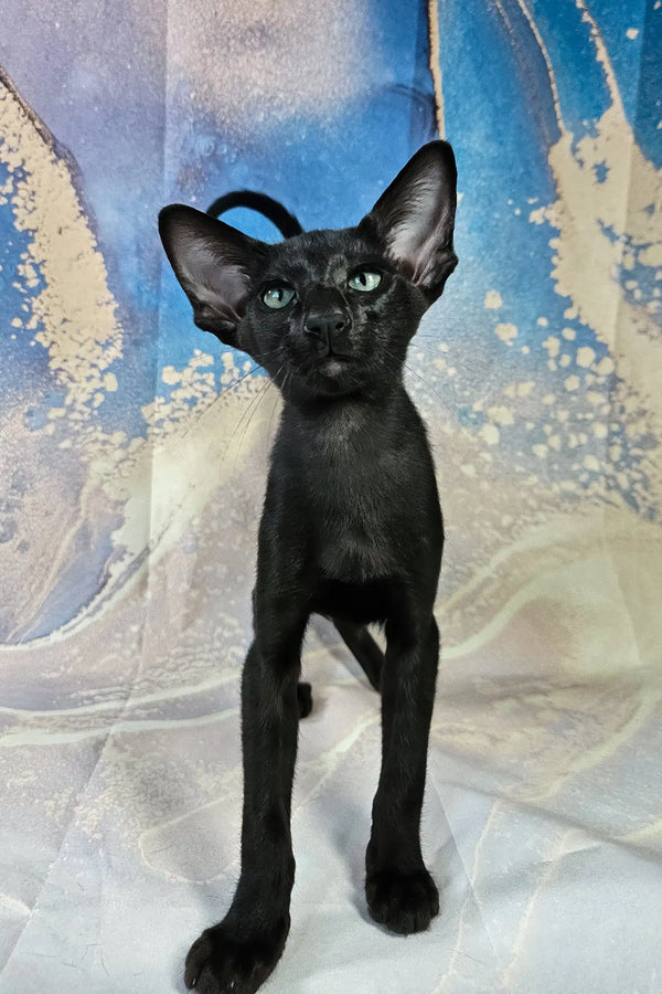 White | oriental shorthair kitten