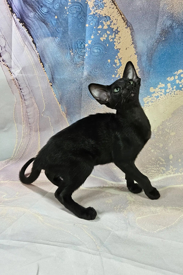 White | oriental shorthair kitten