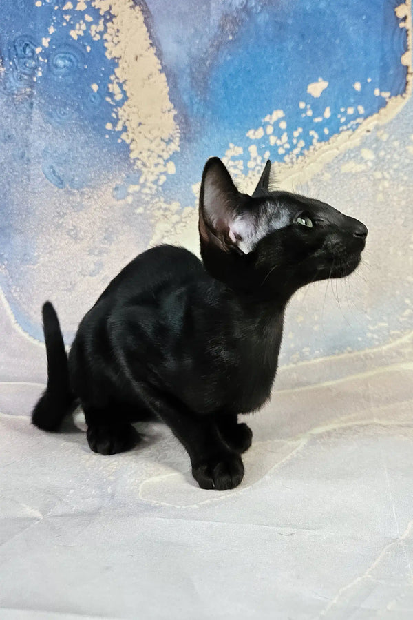 White | oriental shorthair kitten