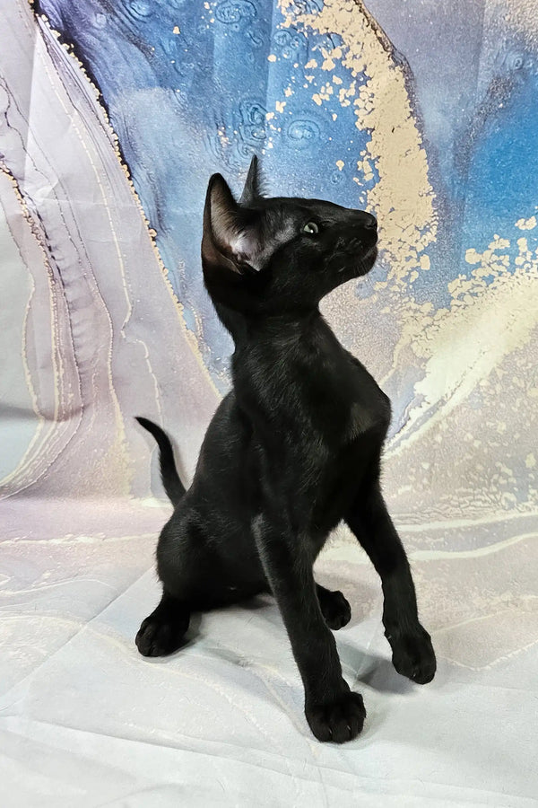 White | oriental shorthair kitten