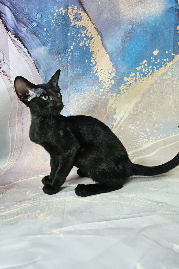 White | oriental shorthair kitten