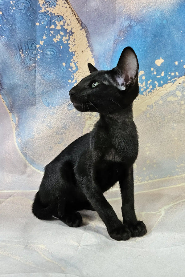 White | oriental shorthair kitten