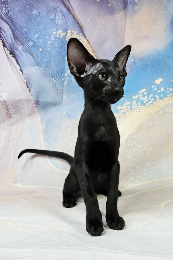 White | oriental shorthair kitten