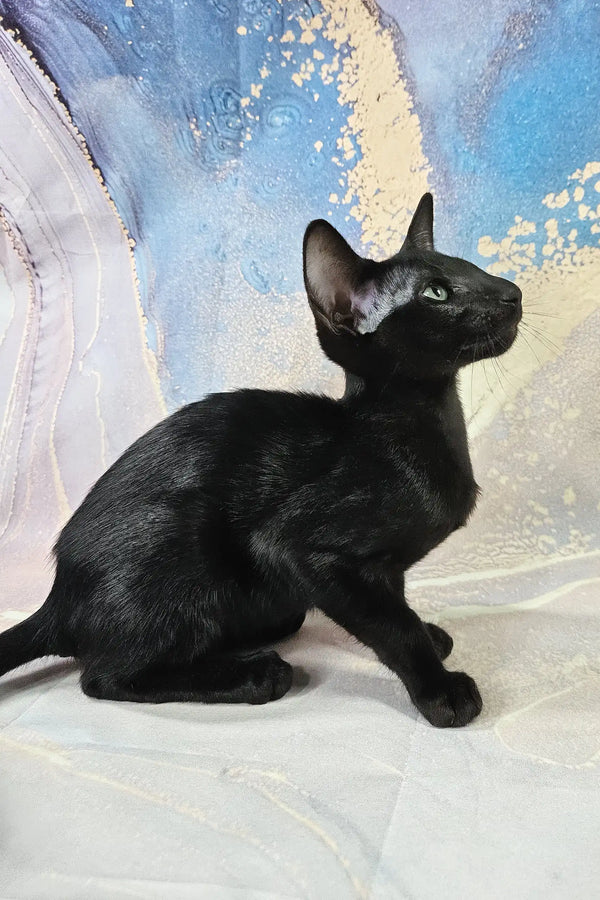 White | oriental shorthair kitten