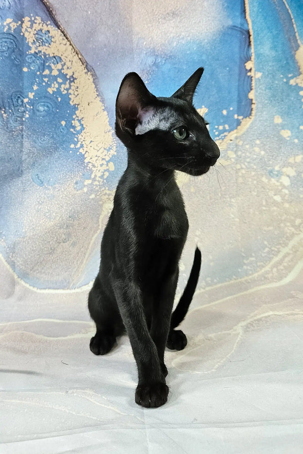 White | oriental shorthair kitten
