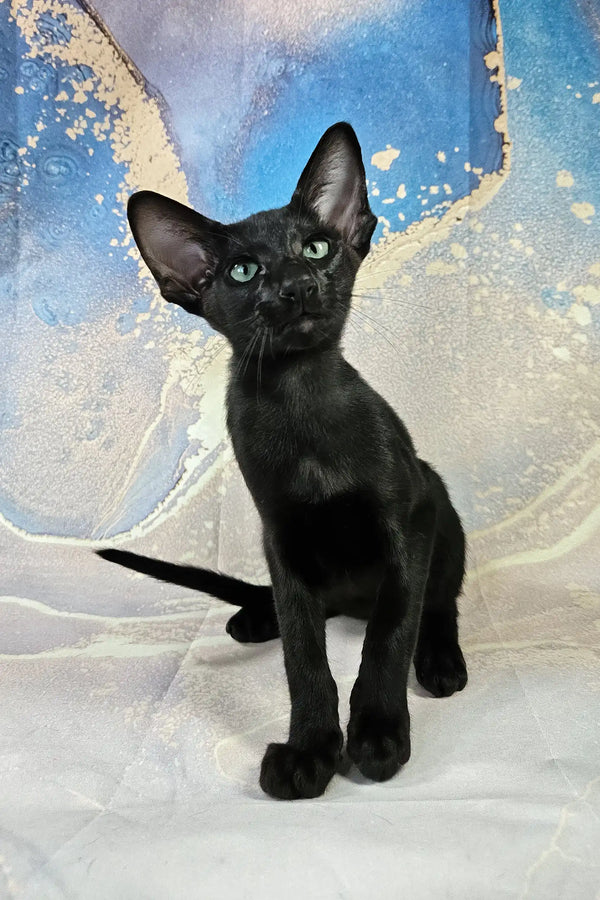 White | oriental shorthair kitten