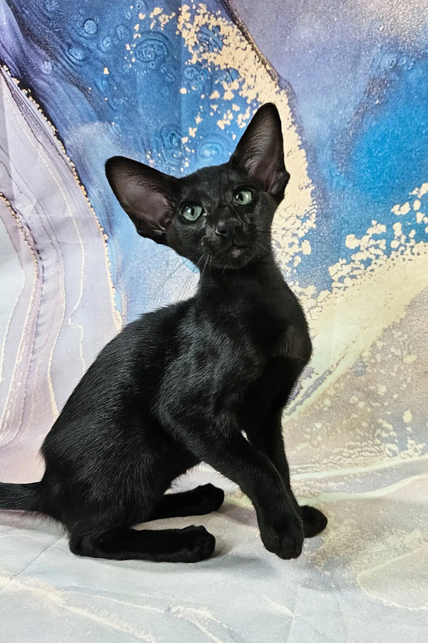 White | oriental shorthair kitten