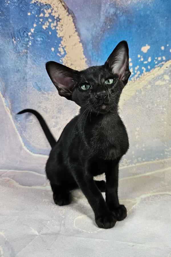 White | oriental shorthair kitten