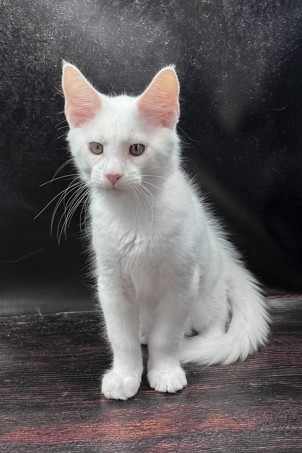 White prints | maine coon kitten