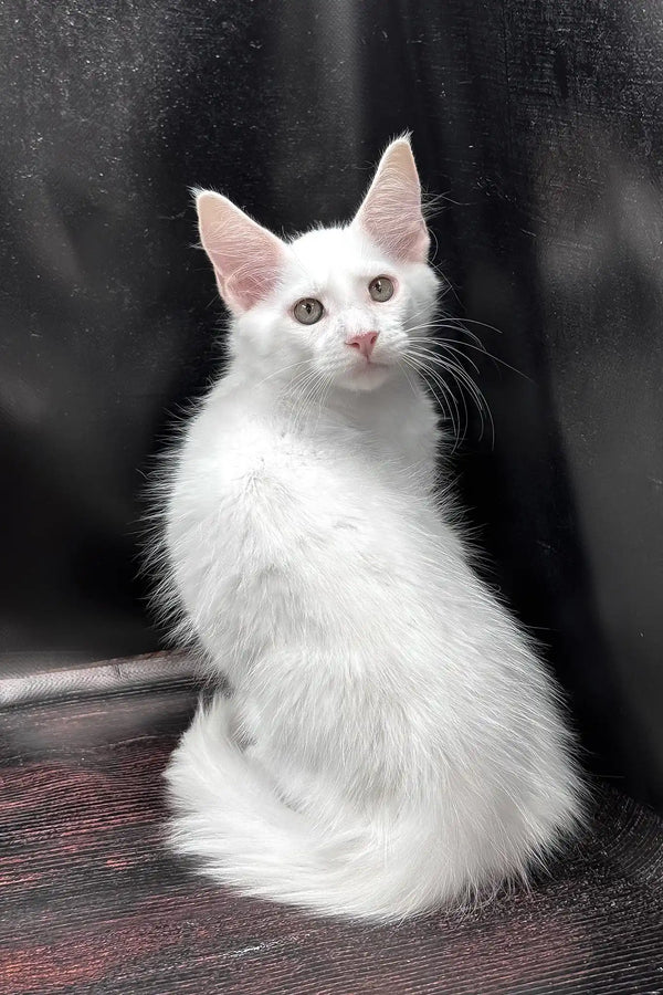 White prints | maine coon kitten