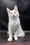 White Prints | Maine Coon Kitten
