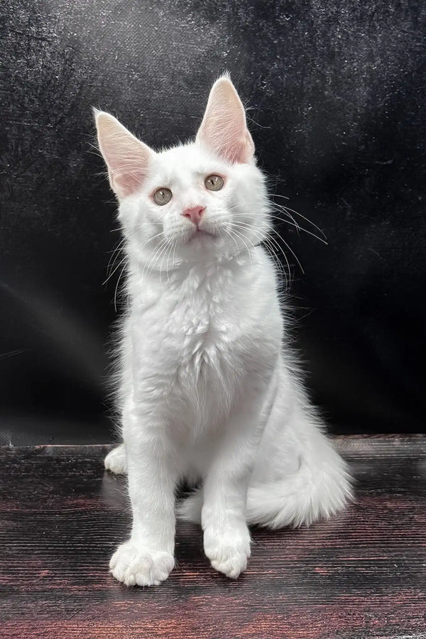 White prints | maine coon kitten
