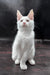 White prints | maine coon kitten