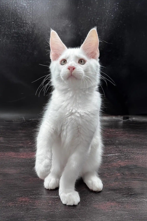 White prints | maine coon kitten