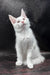 White prints | maine coon kitten