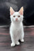 White prints | maine coon kitten