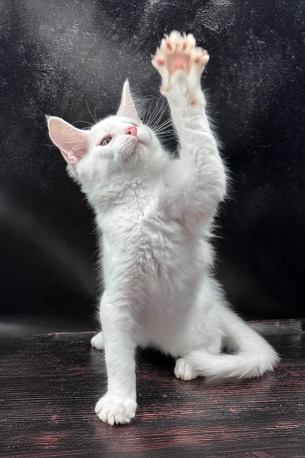 White prints | maine coon kitten