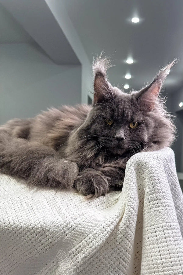 Gray Maine Coon cat in Whitney Maine Coon Kitten product showcasing its adorable features