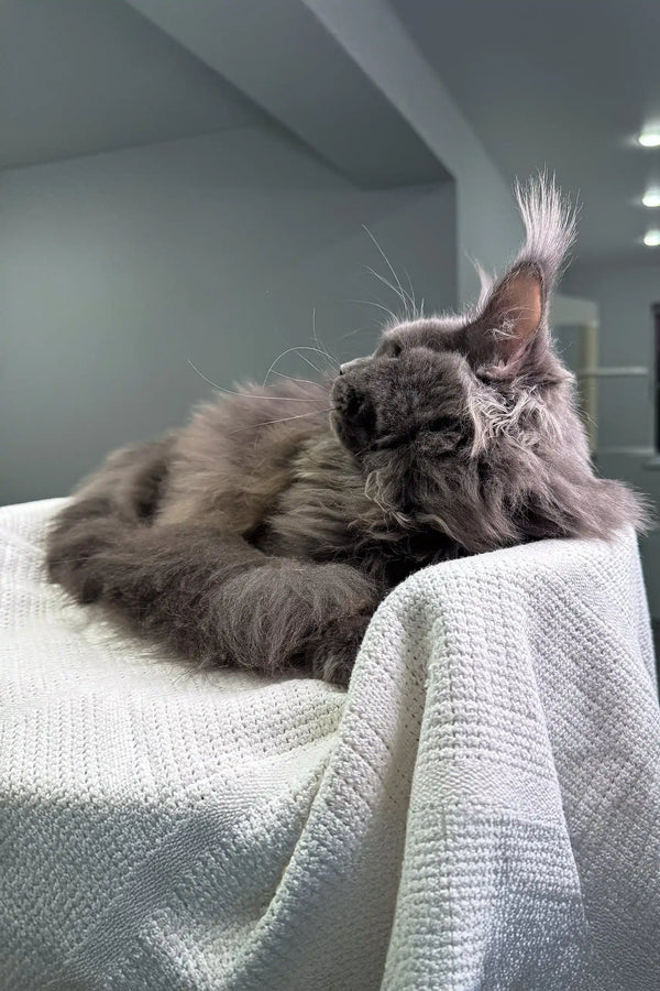 Gray Maine Coon cat in the Whitney Maine Coon Kitten product display