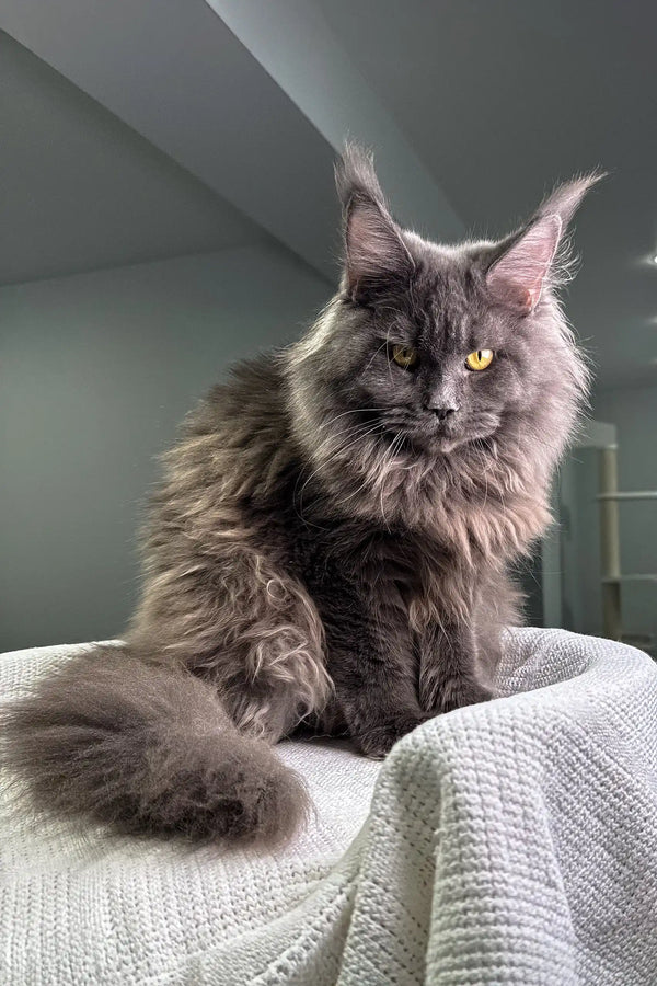 Majestic gray Maine Coon cat in Whitney Maine Coon Kitten product display