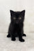 Adorable black kitten named Whoopee from Scottish Straight breed, super cute!