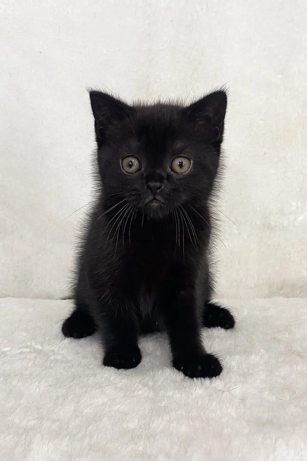 Adorable black kitten named Whoopee from Scottish Straight breed, super cute!