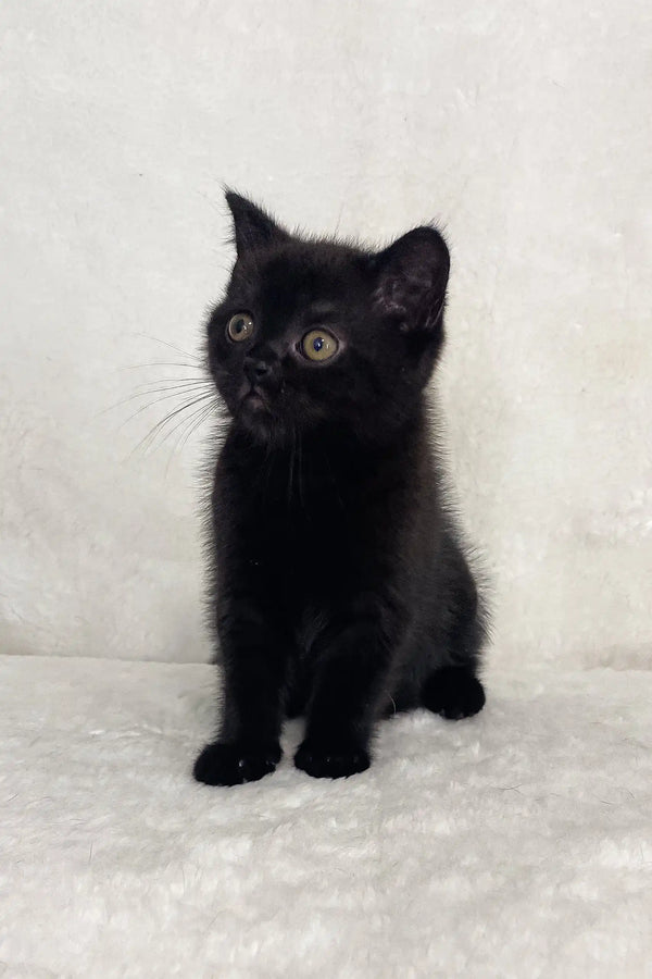 Cute black kitten from Whoopee | Scottish Straight Kitten collection