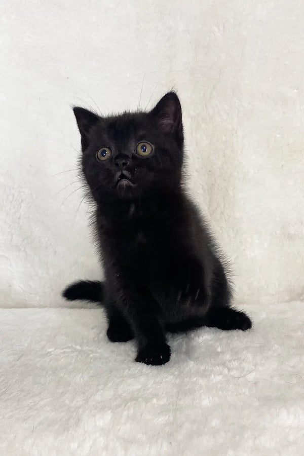 Black kitten with wide eyes from Whoopee | Scottish Straight Kitten collection