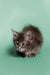 Gray tabby Maine Coon kitten with alert eyes and fluffy fur for Wicky product