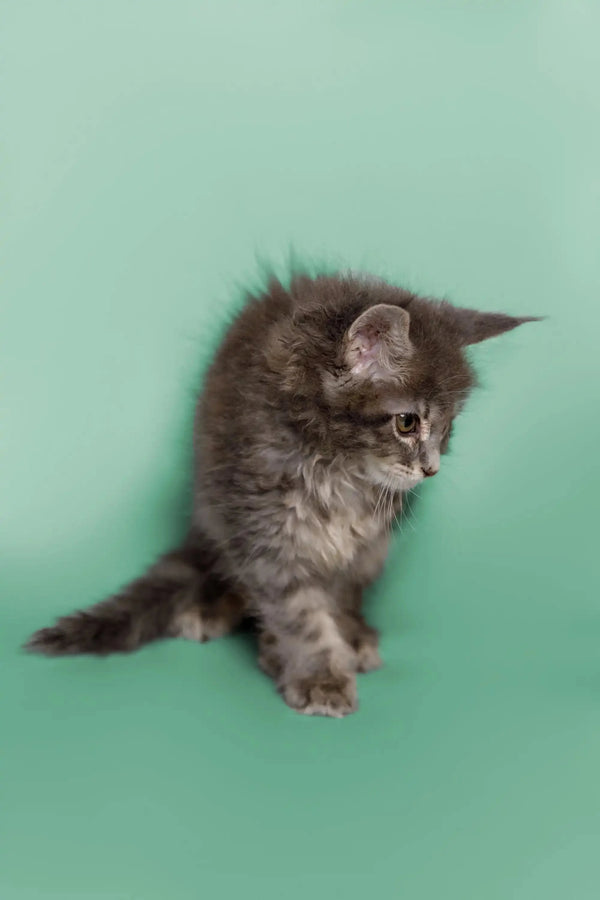 Fluffy gray tabby Maine Coon kitten looking curious while sitting cutely