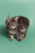 Fluffy gray Maine Coon kitten with alert eyes and a playful stance