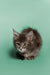 Fluffy gray Maine Coon kitten with alert eyes and perked ears ready to play