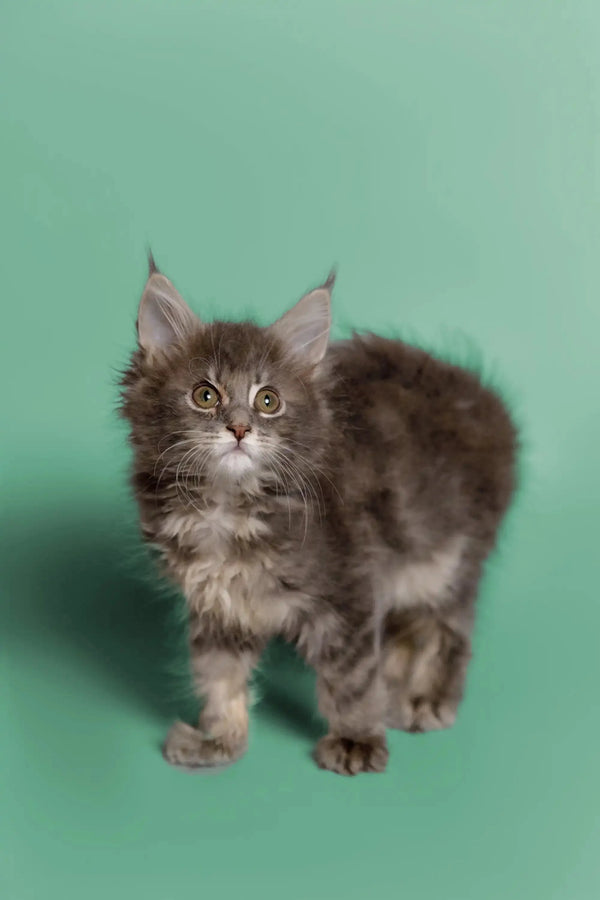 Fluffy gray Maine Coon kitten with ear tufts showcasing Wicky Maine Coon Kitten