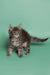 Fluffy gray and white Maine Coon kitten standing alert, perfect for Wicky’s collection