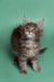 Fluffy gray Maine Coon kitten with alert eyes and pointed ears ready for fun