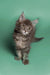 Fluffy gray Maine Coon kitten with alert eyes and perky ears, ready for fun!