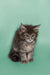 Fluffy gray and white Maine Coon kitten sitting upright, perfect for Wicky lovers