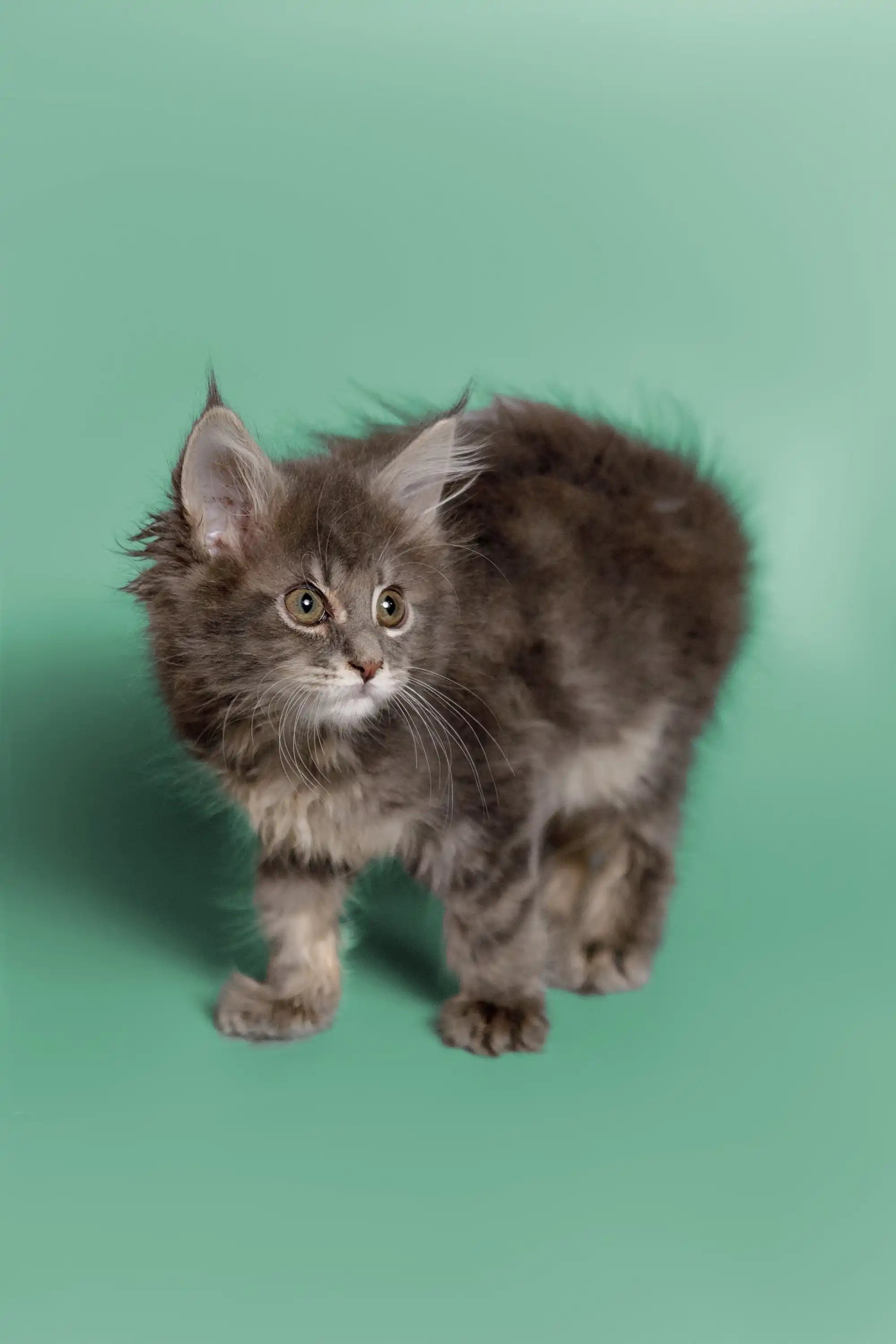 Maine Coon Kittens for Sale Wicky | Kitten