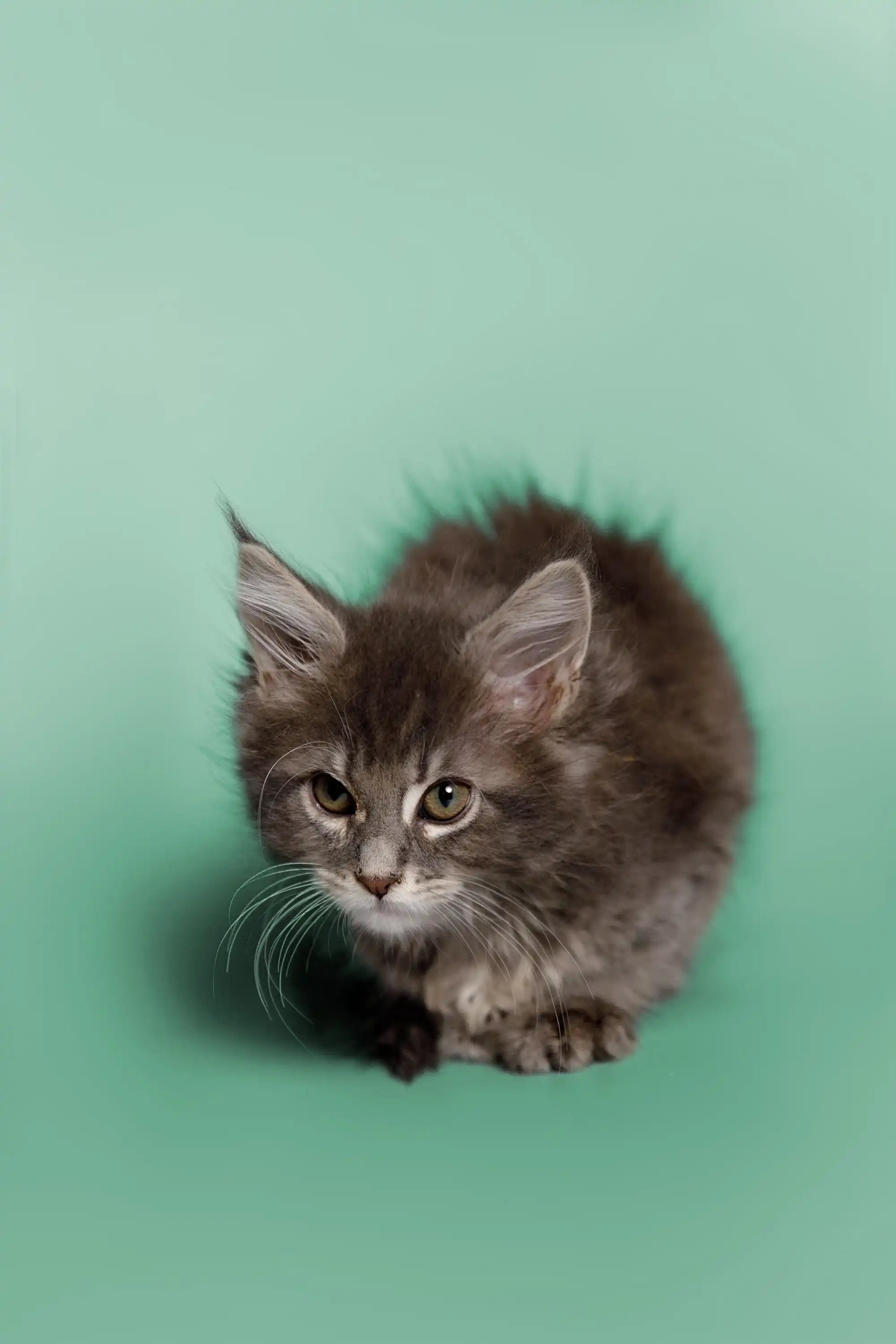 Maine Coon Kittens for Sale Wicky | Kitten