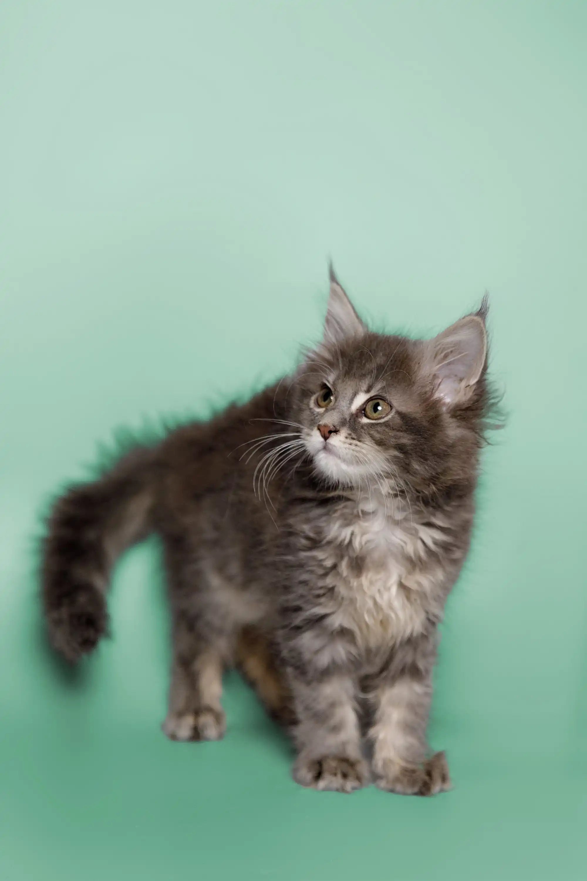 Maine Coon Kittens and Cats for Sale Wicky | Kitten