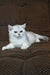 Willa | scottish straight kitten