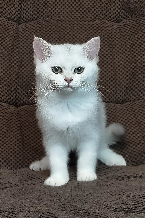 Willa | scottish straight kitten