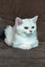 Willa | scottish straight kitten