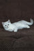 Willa | scottish straight kitten