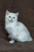 Willa | scottish straight kitten